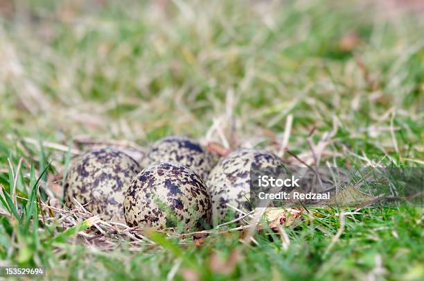 Nest Of Four Spurwinged Plover Eggs Ground View Stock Photo - Download Image Now - Animal Egg, Animal Nest, Australia - iStock Nest Of Four Spurwinged Plover Eggs Ground View Stock Photo - Download Image Now - Animal Egg, Animal Nest, Australia - iStock