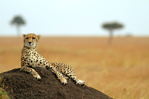 Young female African Leopard in Omboroko Mountains at Otjozondjupa Region, Namibia, with a wildlife tracking tag.