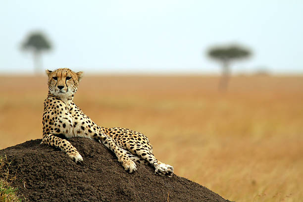 A relaxed Masai Mara cheetah lay on some soil A cheetah (Acinonyx jubatus) on the Masai Mara National Reserve safari in southwestern Kenya. maasai mara national reserve photos stock pictures, royalty-free photos & images