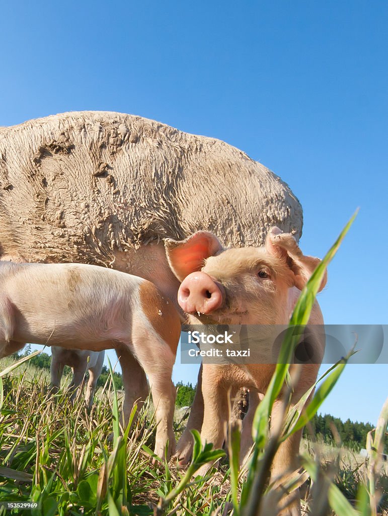 Beautiful small pig standing on a field Agricultural Field Stock Photo