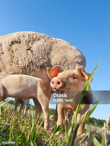 Beautiful Small Pig Standing On A Field Stock Photo - Download Image Now - Agricultural Field, Agriculture, Animal