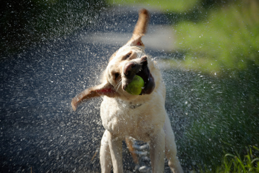 Wet labrador retriever is shaking - blurred motion