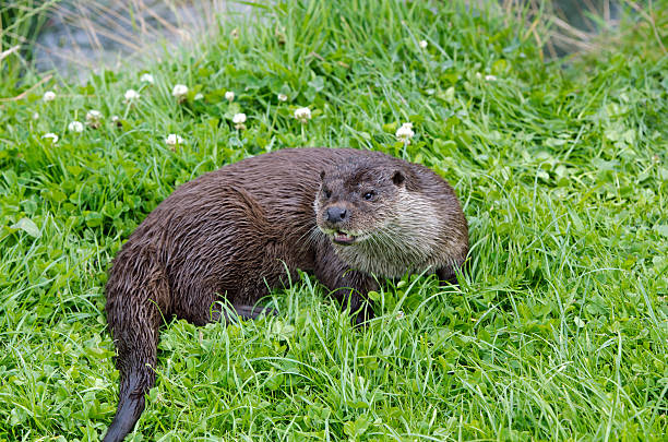Otter on the side of a bank stock photo