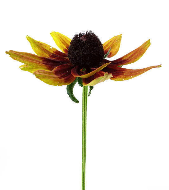 istock Colorful brown eyed susan 153530255