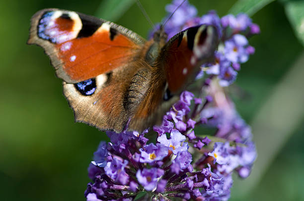 Peacock Butterfly on a Buddliea stock photo