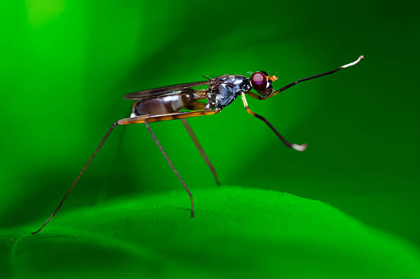 istock Rainieria antennaepes, Stilt-legged Flies - Micropezidae 153530466
