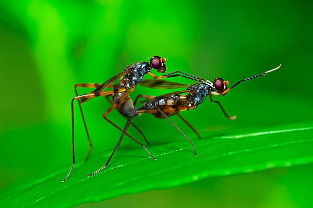 istock Rainieria antennaepes, Stilt-legged Flies - Micropezidae 153530469