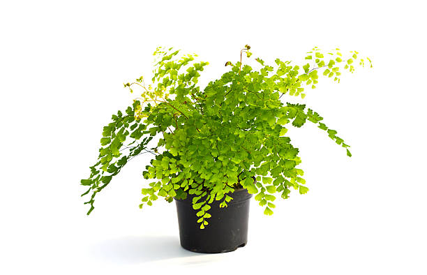 istock Little plant in a black pot. 153530865