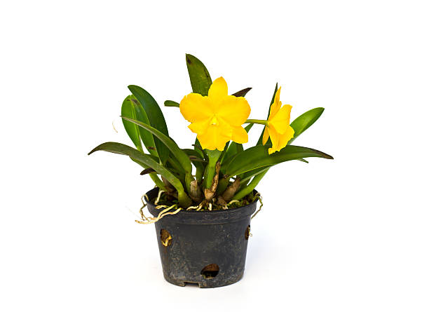 istock Yellow Beautiful Orchid in a pot 153530870