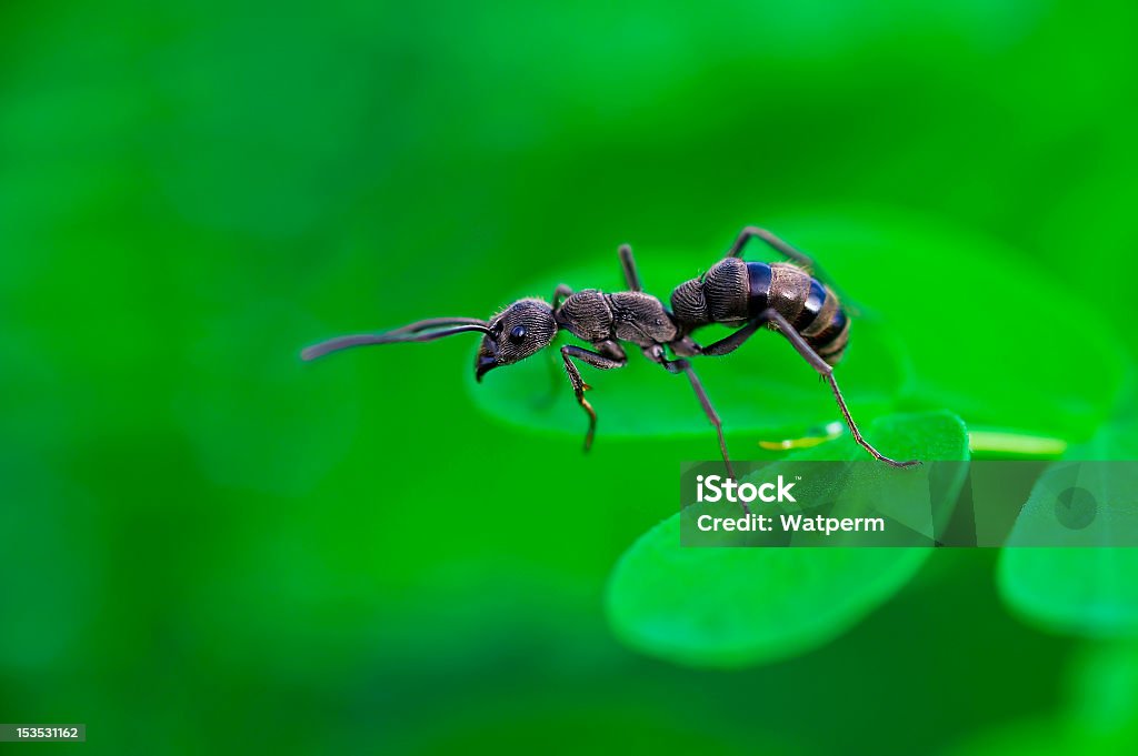 Diacamma rugosum, Formica africana - Foto stock royalty-free di Animale