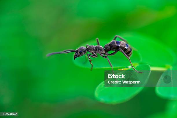 Diacamma Rugosum Formica Africana - Fotografie stock e altre immagini di Animale - Animale, Bellezza naturale, Close-up