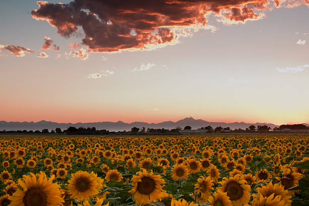 sunflowers - longs peak ストックフォトと画像