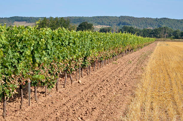 лоза в gaillac французский регионе - plowed field field fruit vegetable стоковые фото и изображения