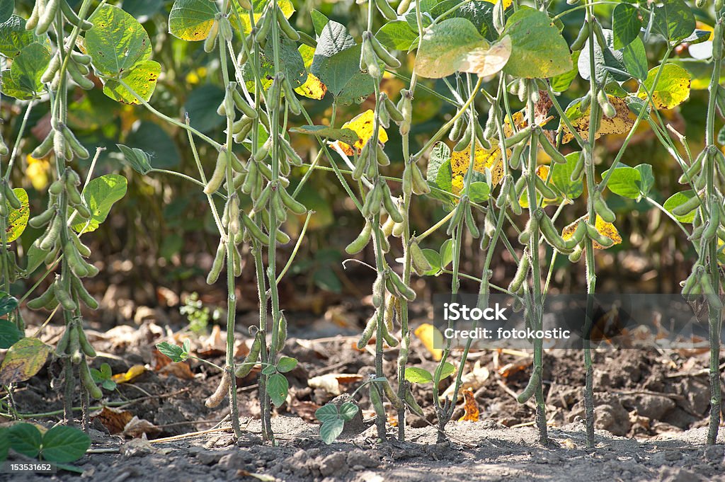 field soybeans field soybeans in early autumn Agricultural Field Stock Photo