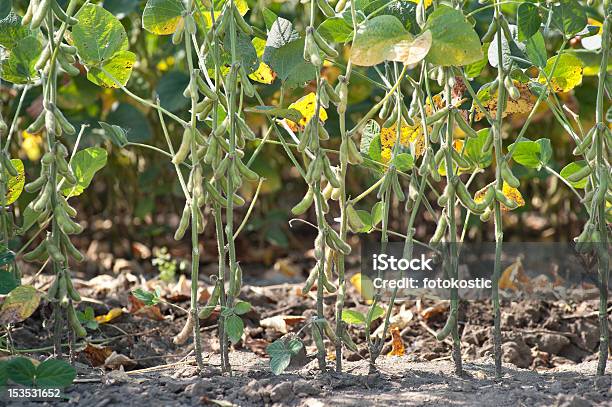 Field Soybeans Stock Photo - Download Image Now - Agricultural Field, Agriculture, Autumn