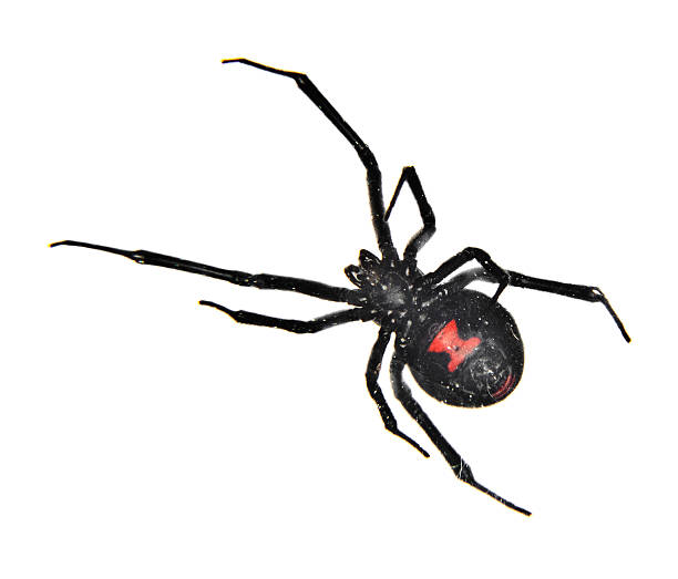 Black Widow Spider Black widow spider isolated on white. black widow spider photos stock pictures, royalty-free photos & images