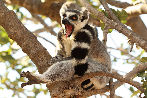 Ring tailed lemur stock photo