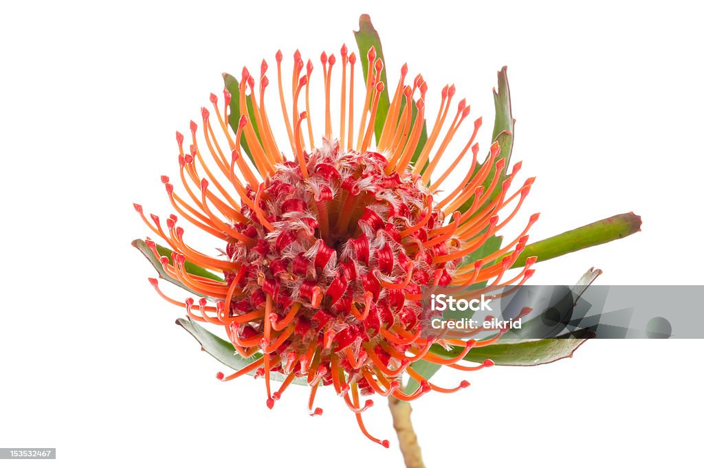 Rojo escabiosa protea - Foto de stock de Flor escabiosa libre de derechos