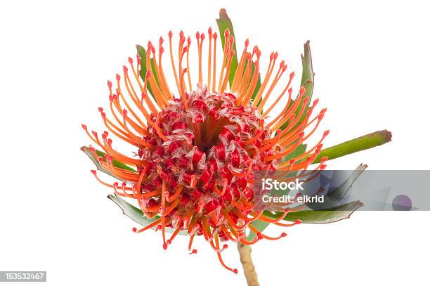 Foto de Red Pincushion Protea e mais fotos de stock de Dipsacaceae - Dipsacaceae, Prótea, Botânica - Assunto