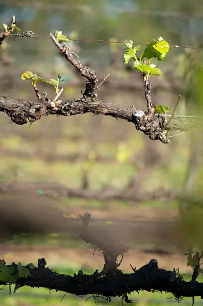 Chardonnay vines shortly after budburst on trellis in an organic vineyard in McLaren Vale wine region, Australia. Selective focus across numerous rows of vines.