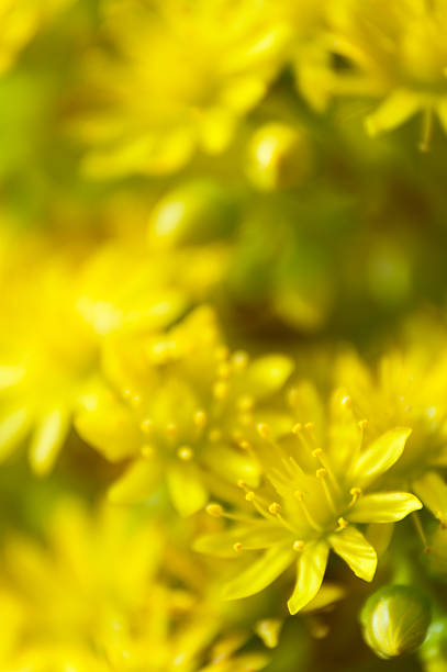 istock yellow flowers closeup 153532517