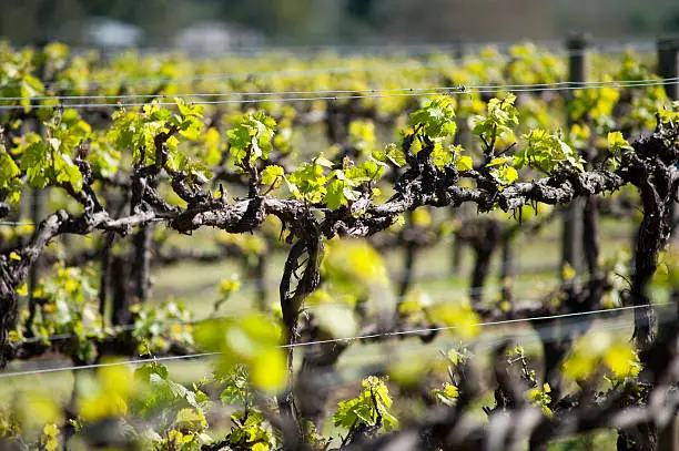 Chardonnay vine on trellis, organic vineyard in McLaren Vale, Australia