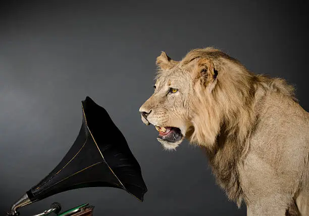 A large male lion listening to a phonograph/record player against a gray background.