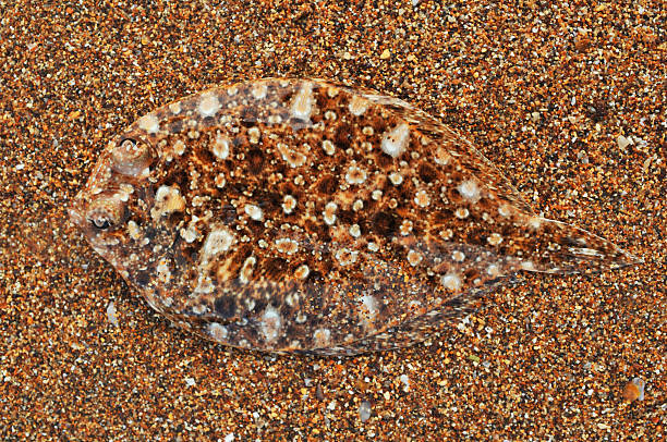 istock Flounder camouflaged in the sand 153532806