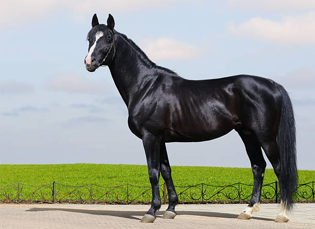 Black Trakehner stallion Black Trakehner stallion looking at camera stallion photos stock pictures, royalty-free photos & images