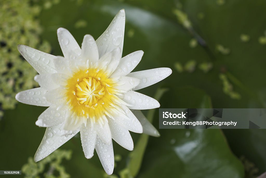 waterlily blanco - Foto de stock de Agua libre de derechos