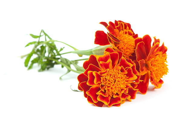 inde fleur - french marigold photos et images de collection