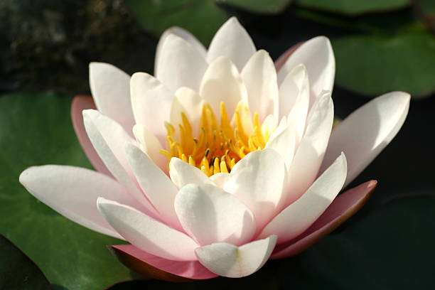 Waterlily stock photo