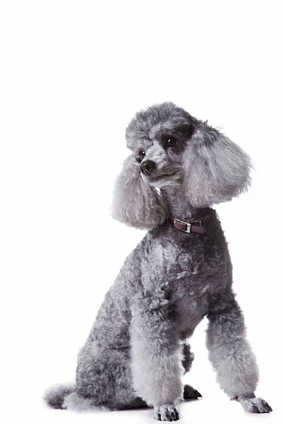 Gray poodle on isolated white background stock photo