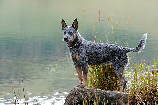 Australian Cattle Dog Troutnip Pandablue of Goschen, a pedigreed Australian Cattle Dog aka Blue Heeler puppy at six months old. The breed is a cross between the dingo and the Smithfield Herder. australian cattle dog stock pictures, royalty-free photos & images