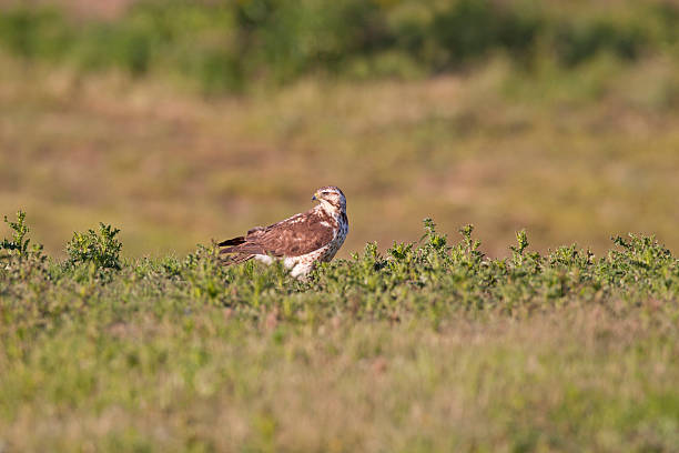 roughie à terra - rough legged hawk bird of prey hawk animals in the wild imagens e fotografias de stock
