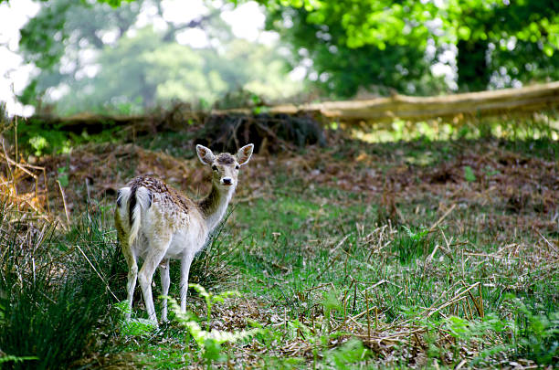 Young Deer In Forest stock photo