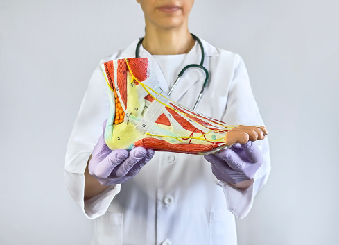 Orthopedist holding and showing a foot model