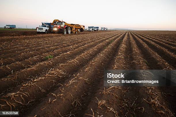 Colheita De Batata - Fotografias de stock e mais imagens de Agricultura - Agricultura, Ao Ar Livre, Arado