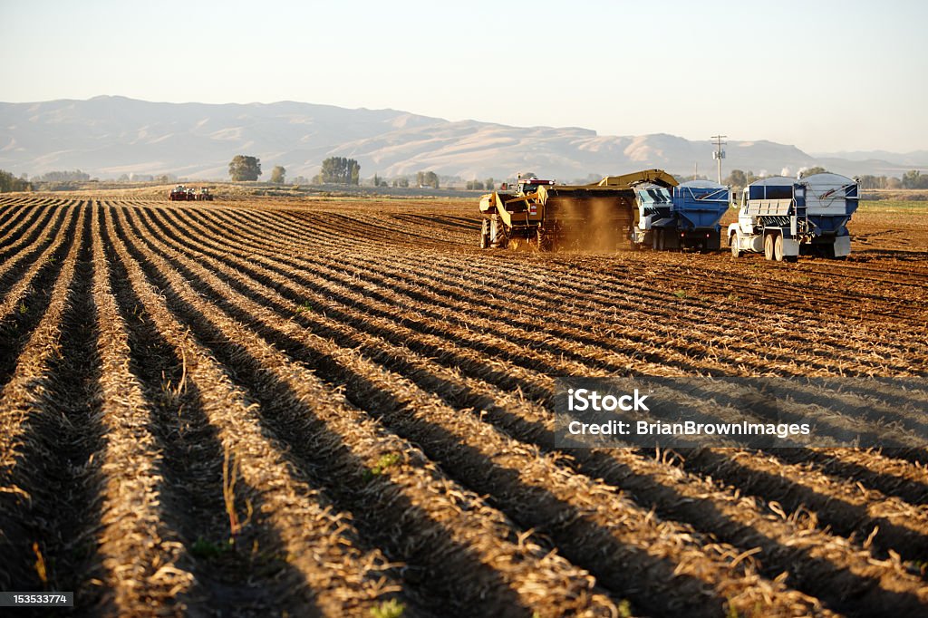 Récolte de pommes de terre - Photo de Agriculture libre de droits
