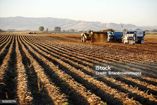 Raccolta Di Patate - Fotografie stock e altre immagini di Agricoltura - Agricoltura, Ambientazione esterna, Aratro