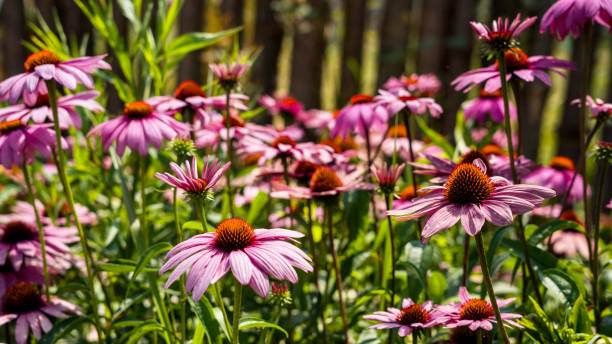 istock Flowers in the garden 1535337741