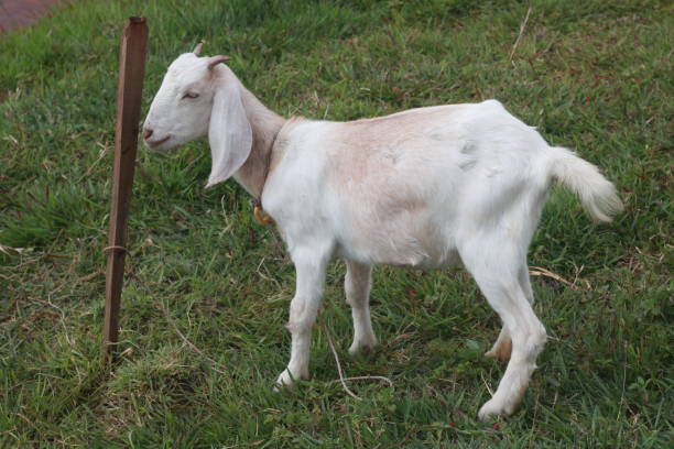 istock white goat standing in the farm area 1535337850