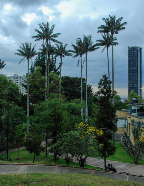 istock Wax Palm Independence Park Bogota, Colombia 1535337907