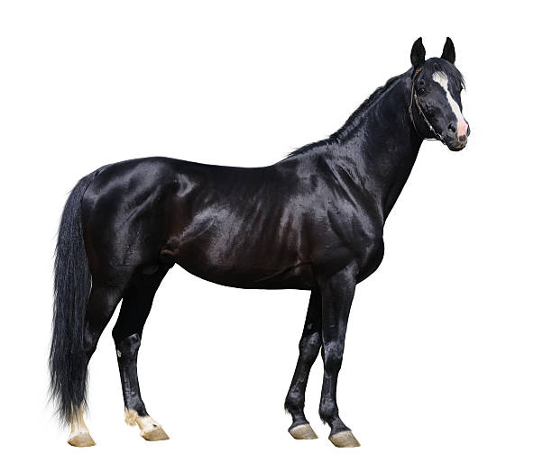 Black Horse Side View Stock Photos, Pictures & Royalty-Free Images - iStock Black Horse Side View Stock Photos, Pictures & Royalty-Free Images - iStock