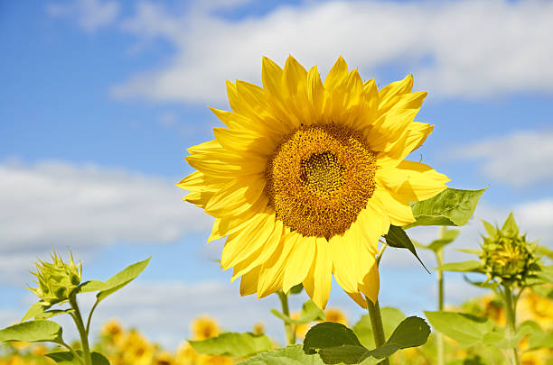 istock Sunflowers against the blue sky 153533867