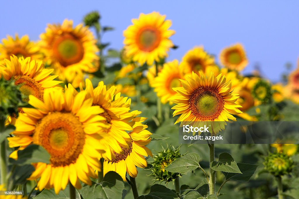 sunflower field field with a lot of yellow sunflowers. Agriculture Stock Photo