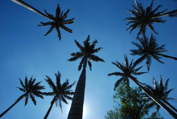 istock Wax Palm Independence Park Bogota, Colombia 1535339922