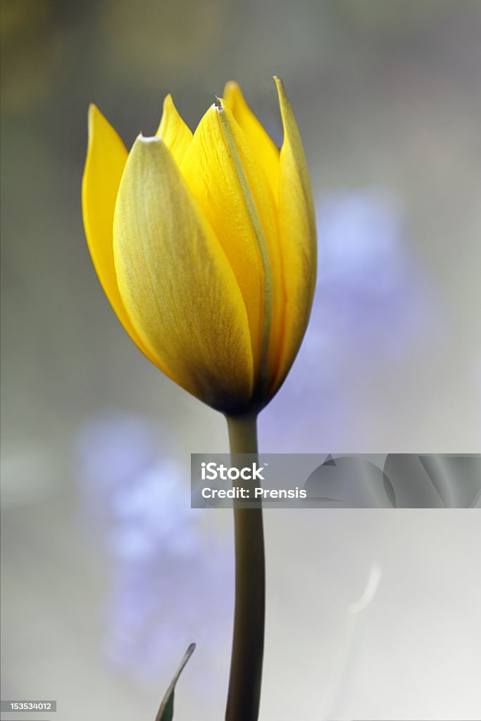 Tulipa amarela - Royalty-free Amarelo Foto de stock