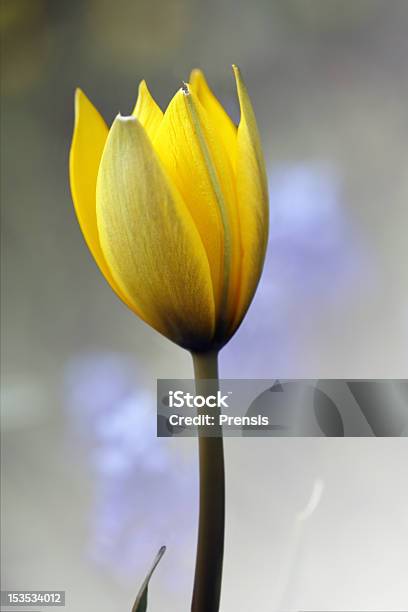 Tulipa Amarela - Fotografias de stock e mais imagens de Amarelo - Amarelo, Beleza natural, Botão - Estágio de flora