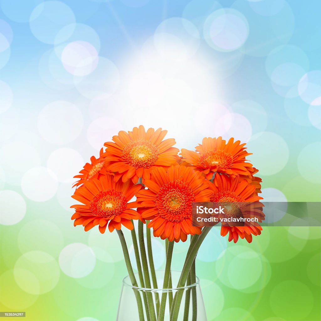 オレンジガーベラの花の花瓶、春の背景 - まぶ��しいのロイヤリティフリーストックフォト
